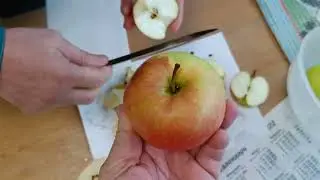 ДЕГУСТАЦИЯ СОРТОВ ЯБЛОНИ 14 10 23