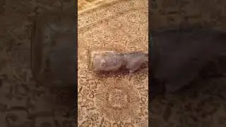 Kedilerin sıvı olduğunu ispat 
