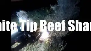 Cave Dive, White Tip Reef Sharks - Philippinen, Malapascua, Gato Island