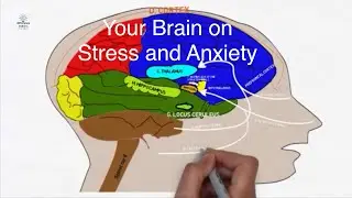 Your Brain on Stress and Anxiety - redub