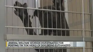 animal welfare