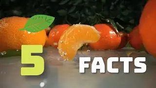 5 Surprising Facts about Clementines You Didn’t Know