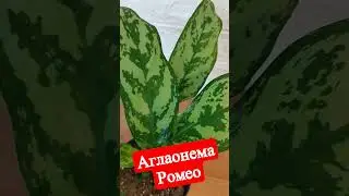 Аглаонема Ромео #shorts