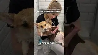 У СОБАКИ ДЕРМАТИТ? 😳🐶 WB: 166791359 - шампунь #дерматит #кожа #животные #уход #шампунь