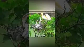Напала на чужое гнездо и сделала невероятное.