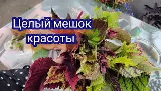 Новые колеусы. Что с колеусами из первой посылки.