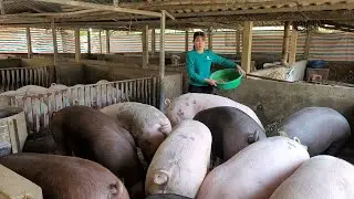 How to raise pigs, How to reduce feed costs when pig prices are cheap.  (Episode 110).