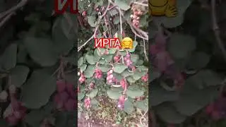 #ирга#ягоды#варенье