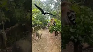 Ram Hoopoe Eagle #shorts #shortvideo #shortsviral