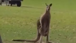 Джавид и СМЕШНОЙ Кенгуру 😂