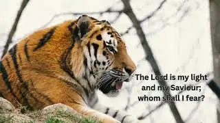 Fearless like Tiger