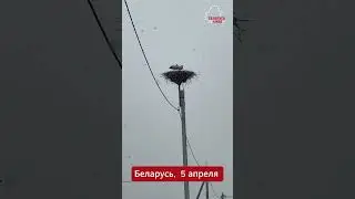 Когда весна дала сбой 😢  