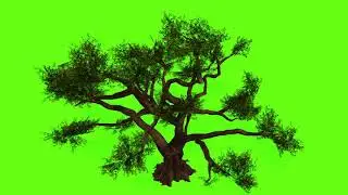 Green Screen Tree Video 3