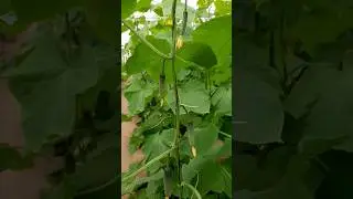Витамины зреют, урожайный сорт🥒🥒🥒 Мамлюк #сад #огород #дача