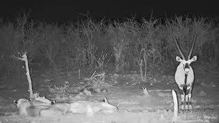 Lion and Gemsbok at Safarihoek Viewing Hide