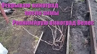 Открытие винограда Велес и Приображение после зимы, реанимирую Велес