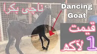 Nachi Bakra for Sale 2019 || Unique goat breed in Pak || Bakra Eid 2019