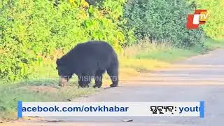 ଜଙ୍ଗଲ ଯାଉନି, ଗାଁରେ ପଶୁଛି ମକା ଖାଉଛି