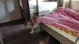 Рысь Даша - прыжок в люлю