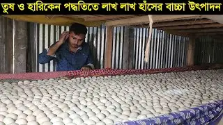 তুষ ও হারিকেন পদ্ধতিতে লাখ লাখ হাঁসের বাচ্চা ফুটিয়ে মাসে লাখ টাকা আয় করেন ফরহাদ ভাই