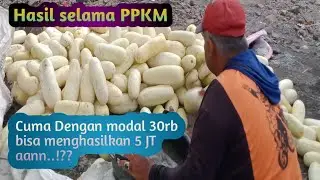 Proses panen timun||Hasil selama pandemi covid-19