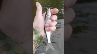 Catching a freshwater herring on a tackle with a bombard.