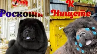 ПОРОДИСТЫЕ СОБАКИ ВЫБРОШЕННЫЕ на помойку и питаются объедками!!