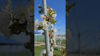 Захист черешні. 