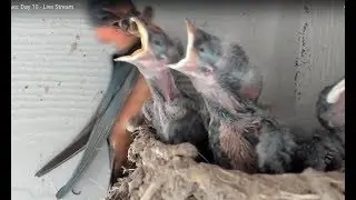 Baby Barn Swallows:  Day 15 - Live Stream 赤ちゃんの納屋のツバメ