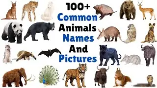 100 Plus Animals Name |  Wild Animals Names and Pictures | Learn Animal Vocabulary For Kids | Animal
