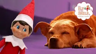 Elf On The Shelf Caught Moving on Camera Leaving Dog Treats