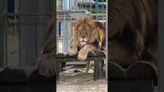 ❤️Лев Тигран засыпает под пение птиц. #shorts #animals #левтигран #lions