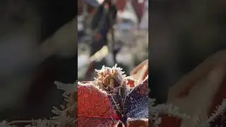 Мгновения подаренные нам!