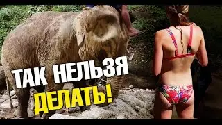 Вся правда про Шоу Слонов в Таиланде! Грязевые ванны. Я нелепо выгляжу. Лайф влог