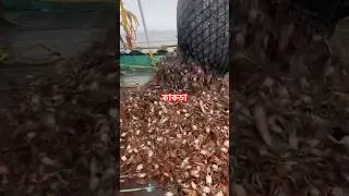 কাকড়া #shortvideo #shortsfeed