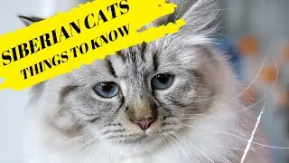 Siberian Cats Things to Know / Siberian Cat Personality / Cat Care / Cat and Dog Care / 