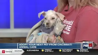 Adopt your next pet from Cincinnati Animal CARE