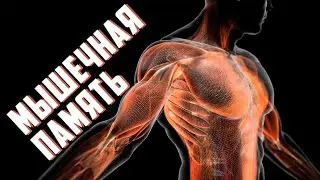 Секрет мышечной памяти. Теперь можно не тренироваться!