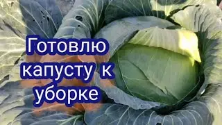 Скоро убирать капусту, пора готовить её к уборке
