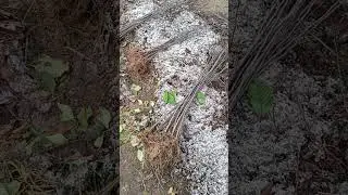подвой 54 118