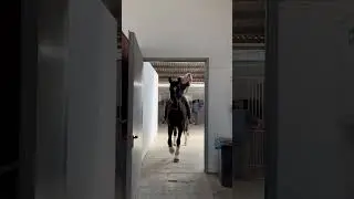 🐴🖤 