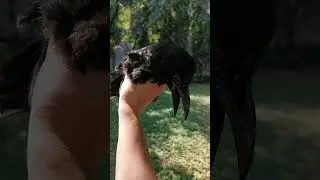 Russell Amputated Crow getting some sunshine for his feathers and exercise for his wing