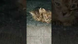 poor kittens feel so lonely 🐱😥!

