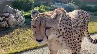 The cheetah was released from confinement. Cat hasn't been outside for three days