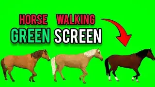 Green Screen Animal Walking Video | Horse Animal Stampede Green Screen Video