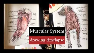 Canine Muscular System | Timelapse drawing