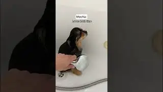 Mocha and Zorro a very different 😂 