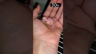 Baby Bird Growth Stages
