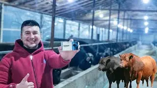 СЕМИРТИРИШ ва СУТ КУПАЙТИРИШНИ УСУЛЛАРИДАН БИРИ