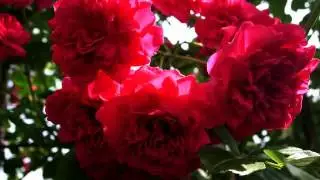 Новый русский клип о любви онлайн